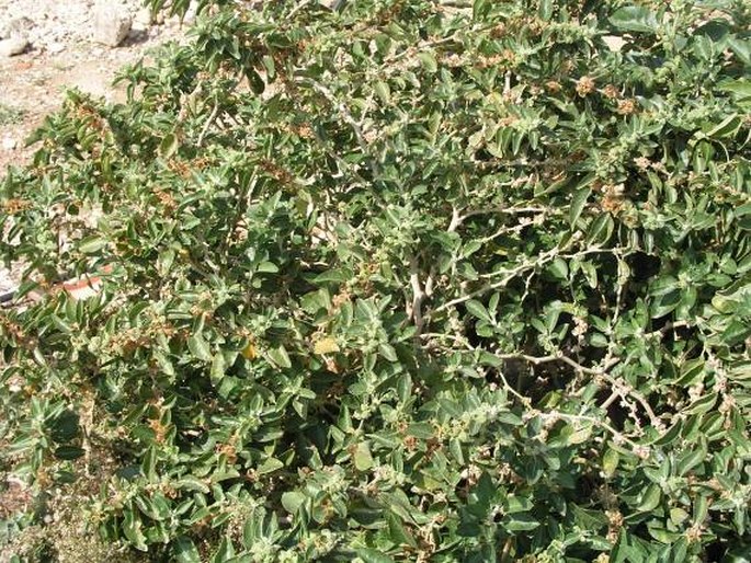 Withania somnifera