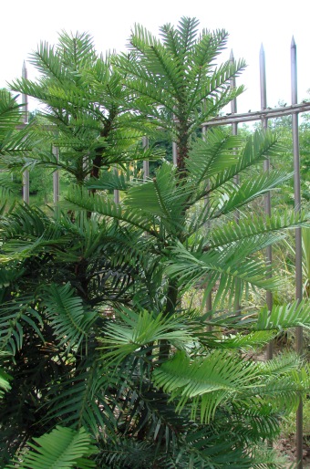 Wollemia nobilis