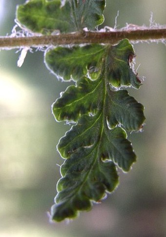 Woodsia ilvensis