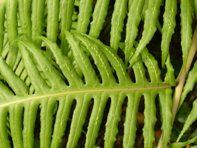 Woodwardia radicans