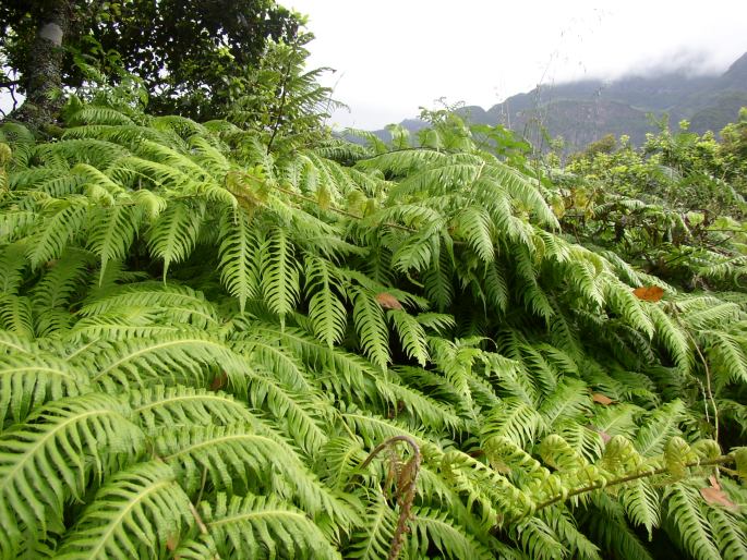 WOODWARDIA RADICANS (L.) Sm.