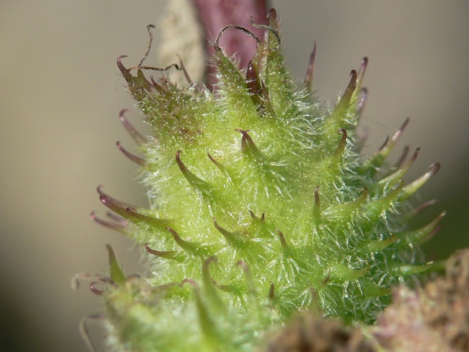 Xanthium albinum