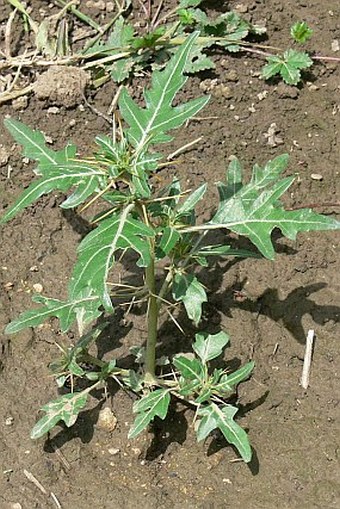 Xanthium spinosum