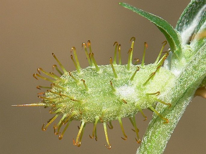 Xanthium spinosum