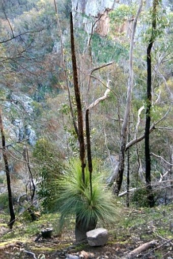 Xanthorrhoea australis