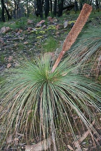 Xanthorrhoea australis