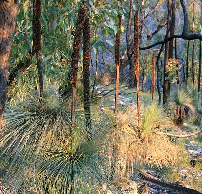 XANTHORRHOEA AUSTRALIS R. Br. – žlutokap