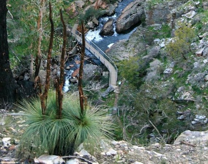 Xanthorrhoea australis