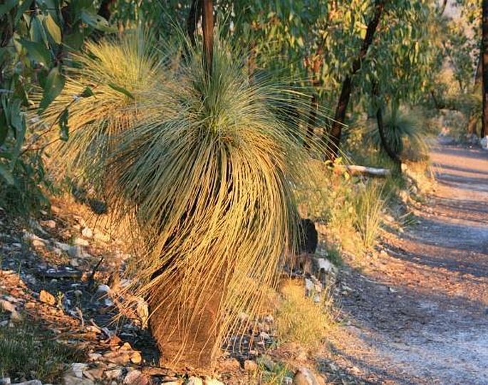 Xanthorrhoea australis