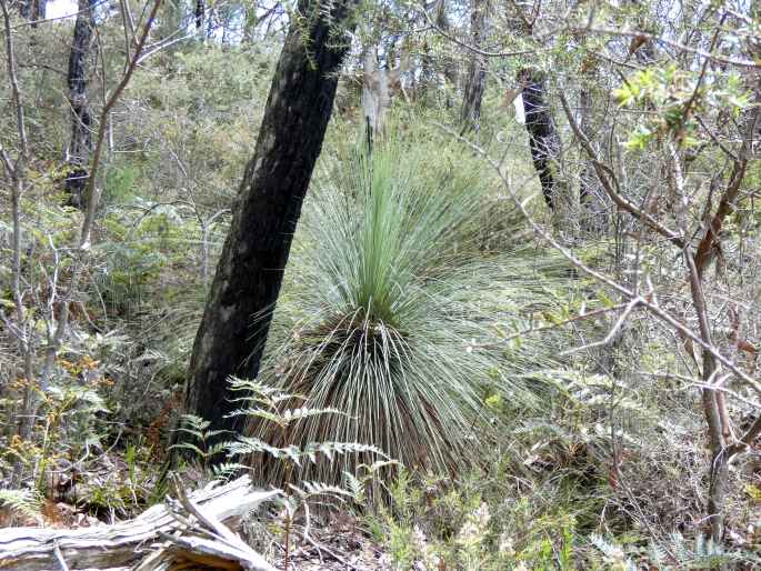 Xanthorrhoea australis