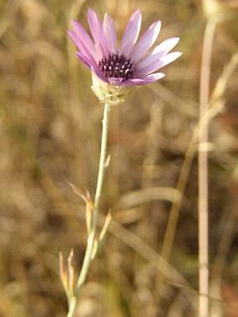 Xeranthemum annuum