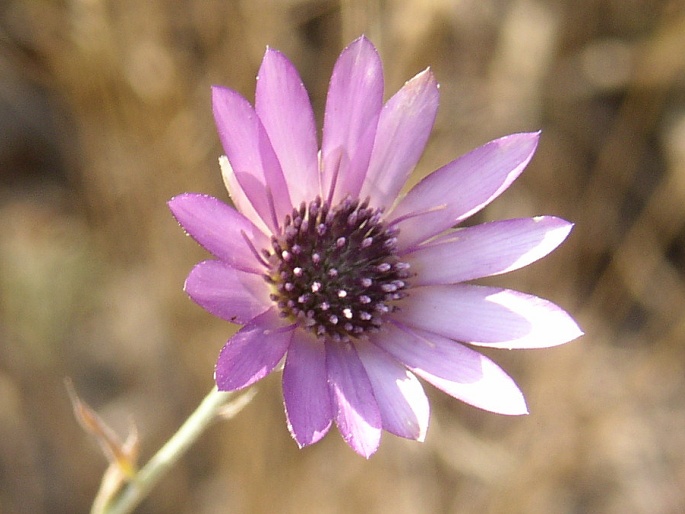 XERANTHEMUM ANNUUM L. – suchokvět roční / suchokvet ročný