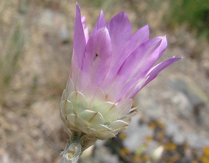 Xeranthemum annuum