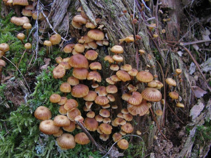 Xeromphalina campanella