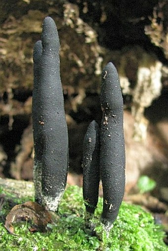 Xylaria longipes