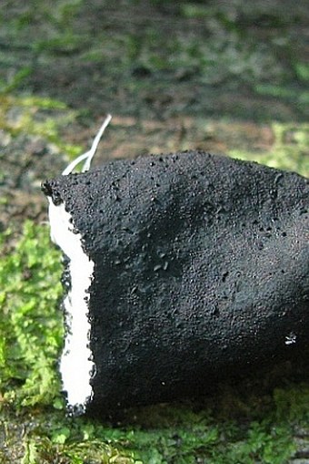 Xylaria longipes