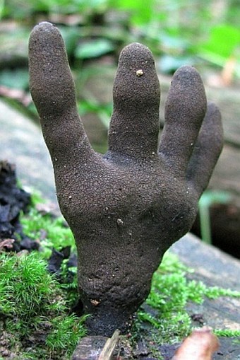 Xylaria longipes