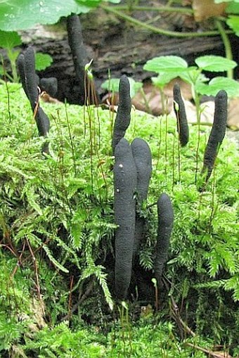 Xylaria longipes