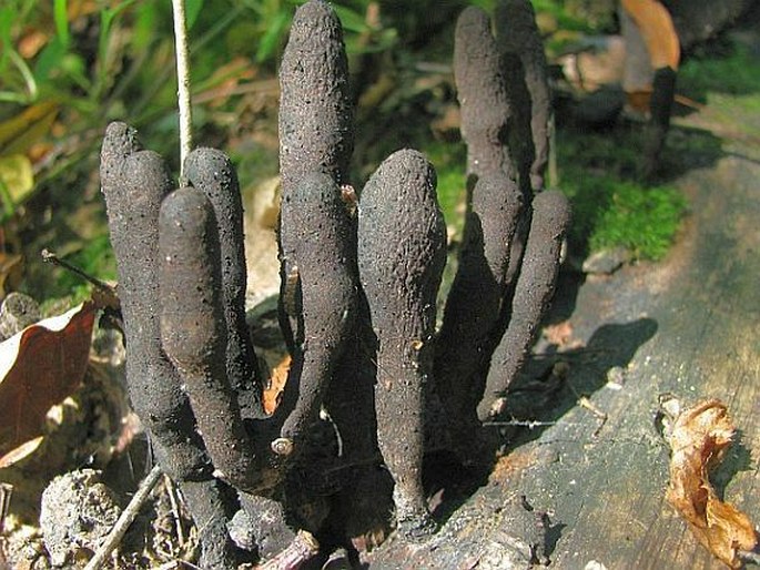 Xylaria longipes