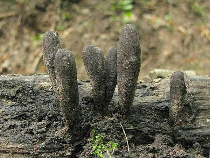 Xylaria longipes