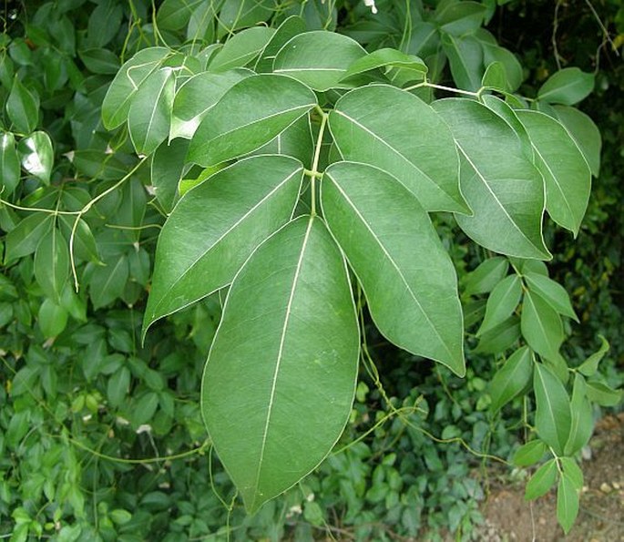 Xylocarpus moluccensis