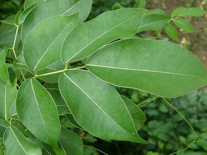 Xylocarpus moluccensis