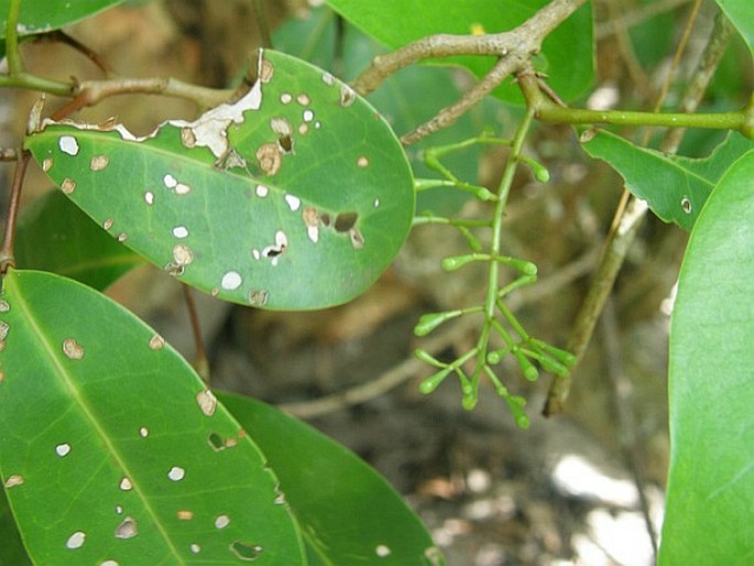 Xylocarpus granatum