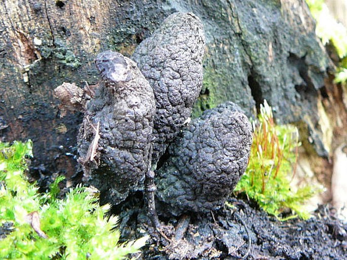 Xylaria polymorpha