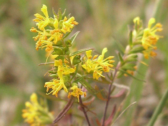 ODONTITES LUTEUS (L.) Clairv. – zdravínek žlutý, zahořanka žlutá / zúbkokvet žltý