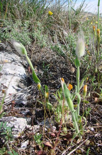 Lagurus ovatus