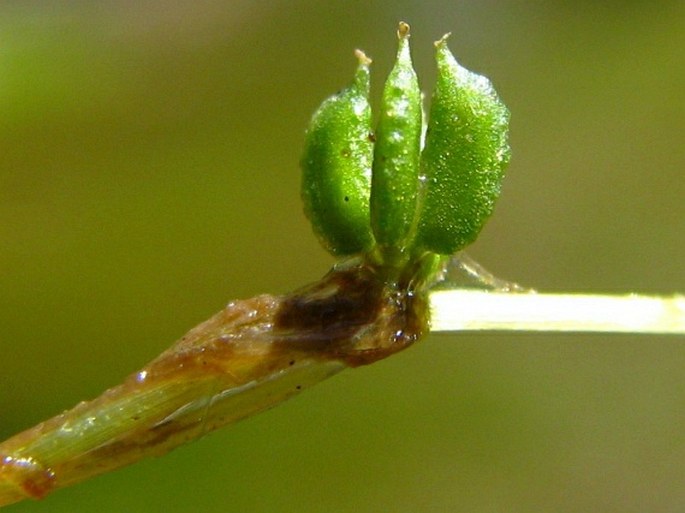 Zannichellia palustris