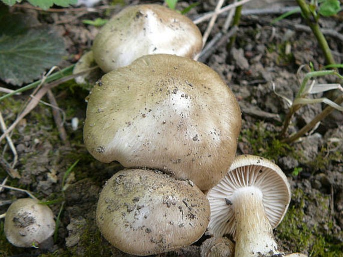 Entoloma clypeatum