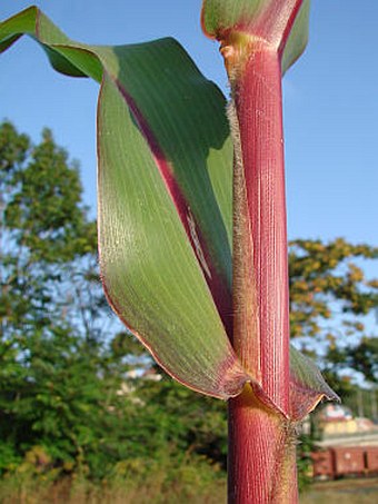 Zea mays