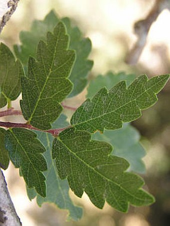 Zelkova abelicea