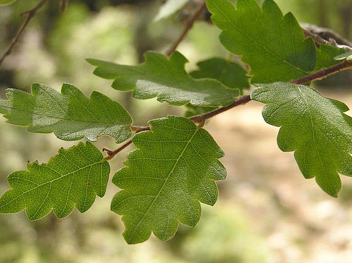 ZELKOVA ABELICEA (Lam.) Boiss.