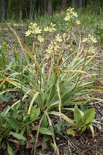 Zigadenus elegans