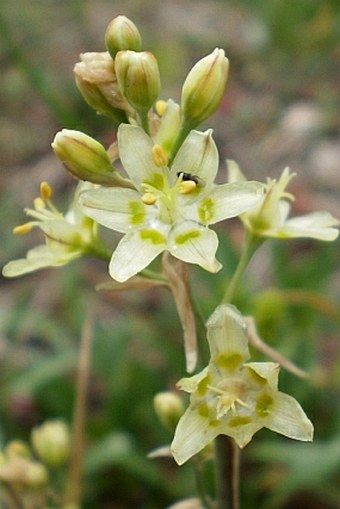 Zigadenus elegans