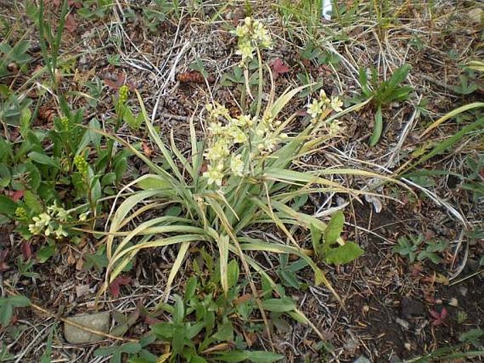 Zigadenus elegans