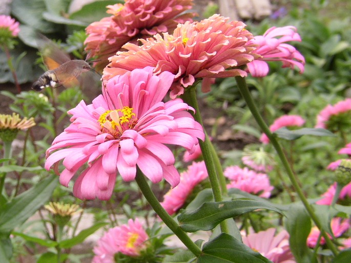 Zinnia elegans