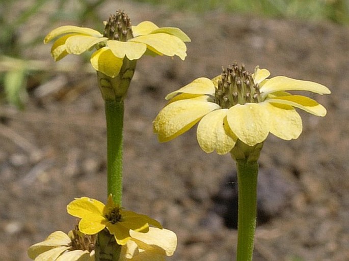 Zinnia peruviana