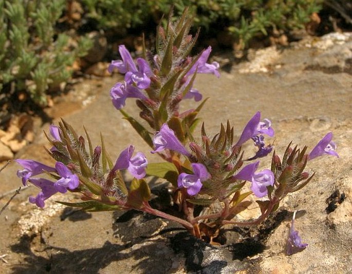 Ziziphora persica