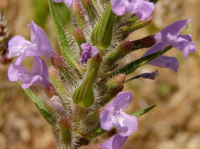 Ziziphora persica