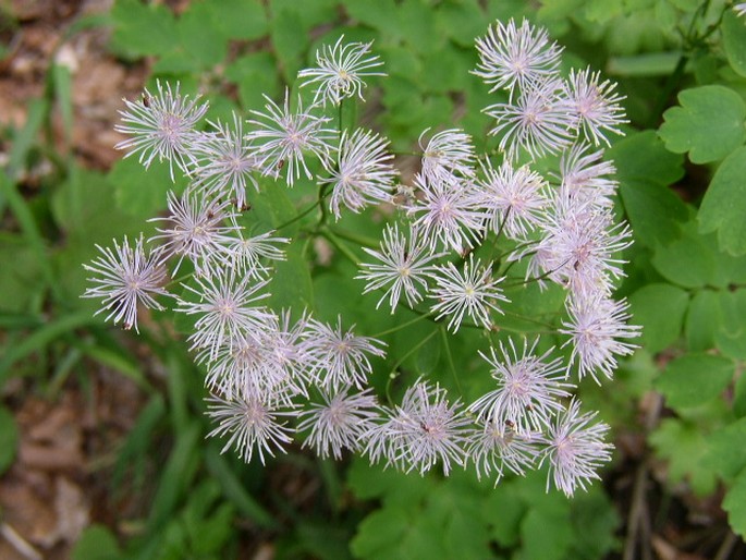 Thalictrum aquilegiifolium