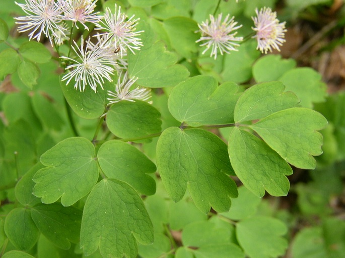 Thalictrum aquilegiifolium