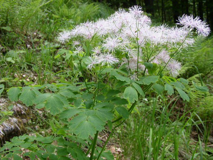 Thalictrum aquilegiifolium