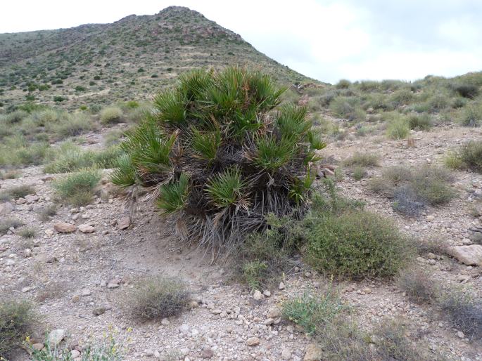 Chamaerops humilis