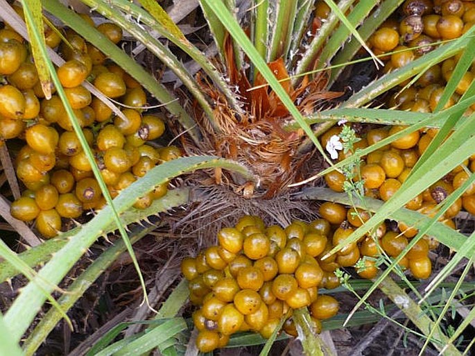 Chamaerops humilis