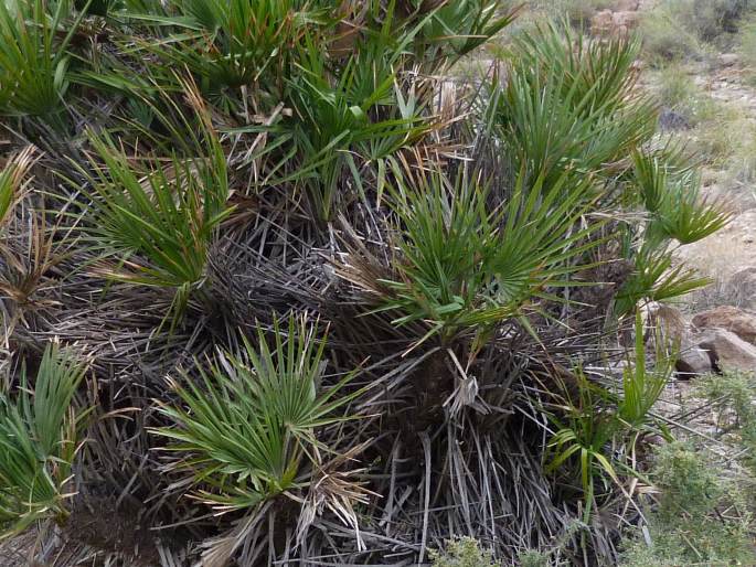 Chamaerops humilis