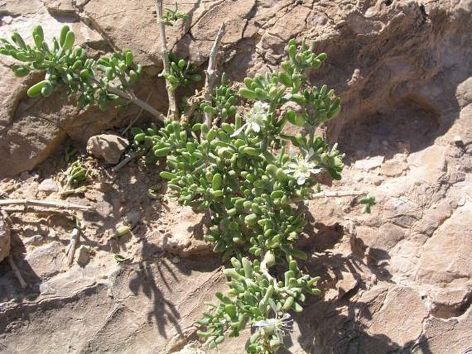 Zygophyllum dumosum