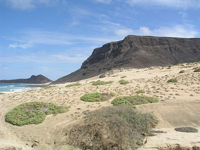 Zygophyllum waterlotii